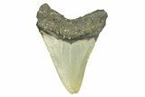 Serrated, Fossil Megalodon Tooth - North Carolina #294519-1